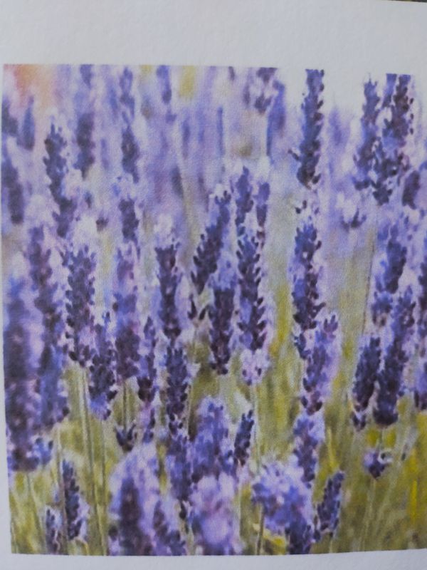 Bunga Lavender