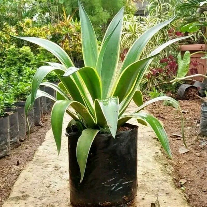 Agave Hijau