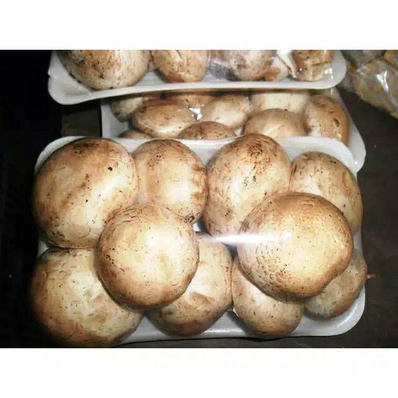 Jamur Kancing