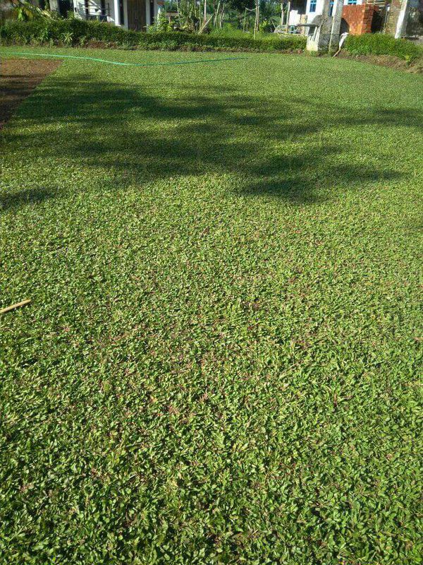 Rumput gajah mini