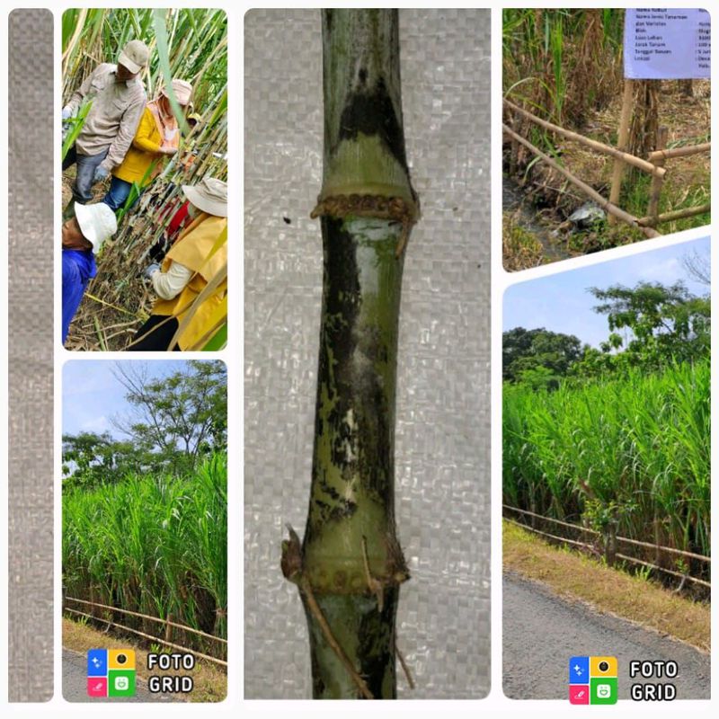 Benih / Bibit Rumput Gajah Varietas Biograss Agrinak ( panjang stek 15 cm )