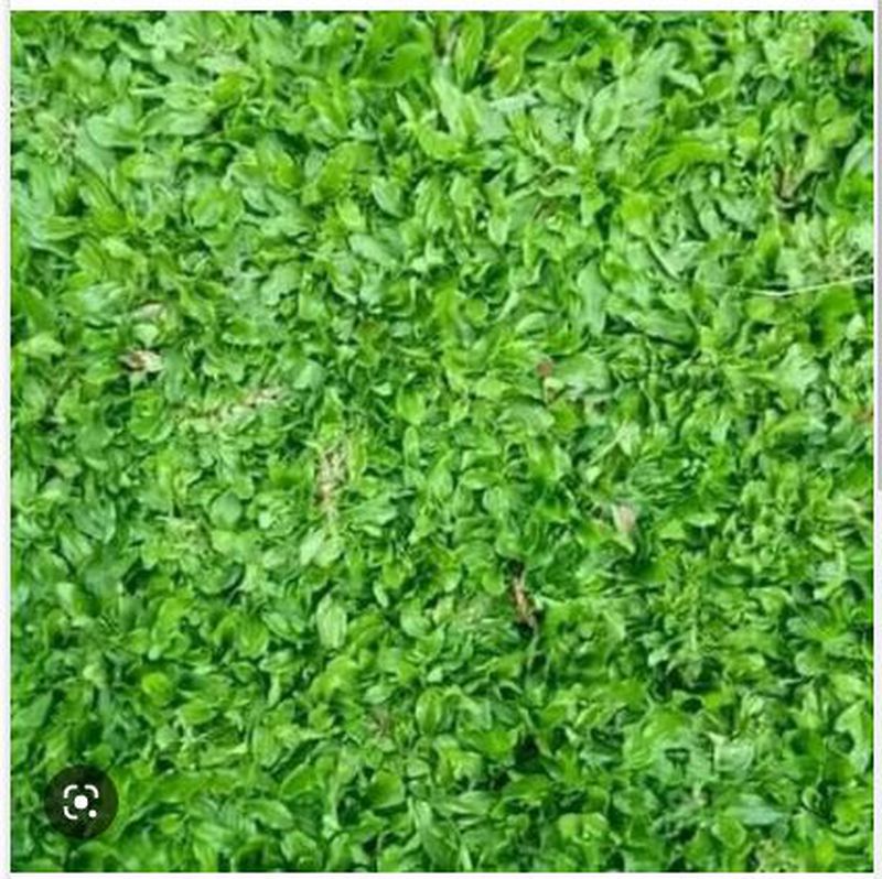 Rumput Gajah Mini