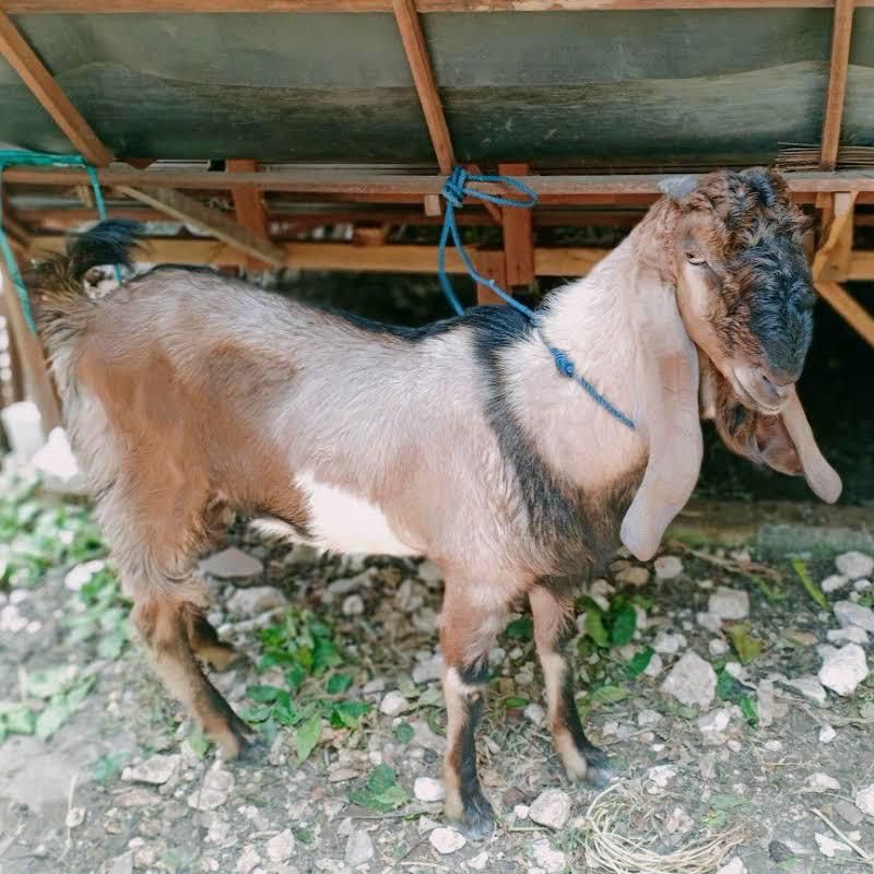 KAMBING JANTAN LOKAL