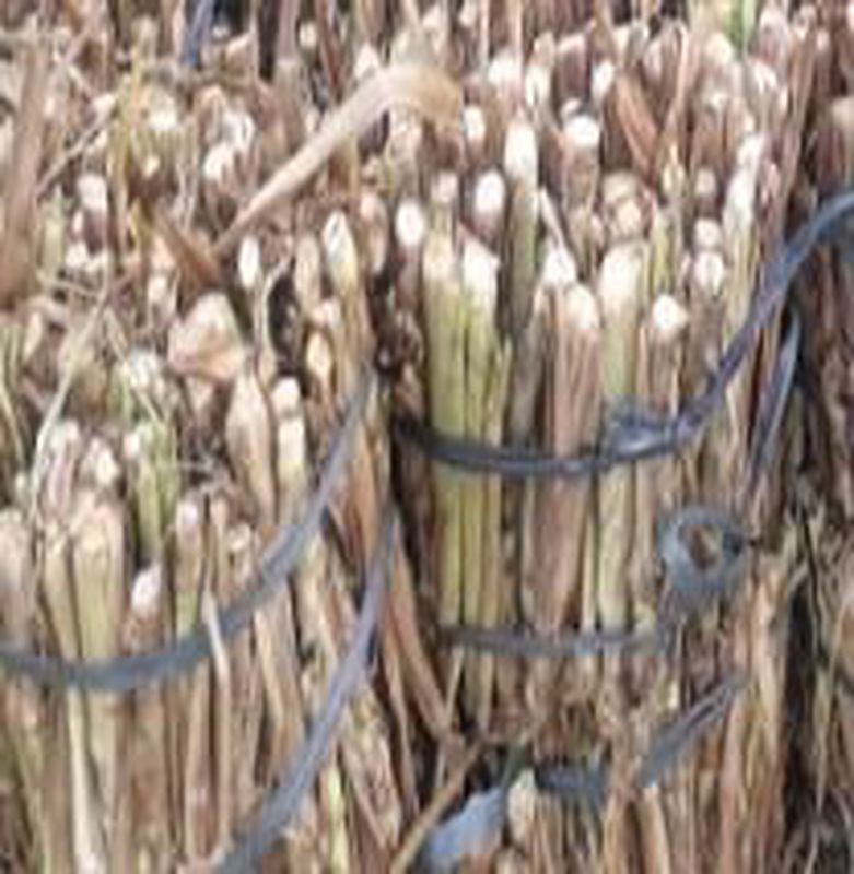 Bibit Rumput Varietas Gajah Odot