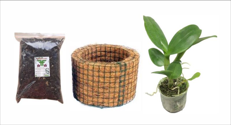 Media Tanam Sabut Kelapa untuk Anggrek: Keunggulan dan Tips Perawatan