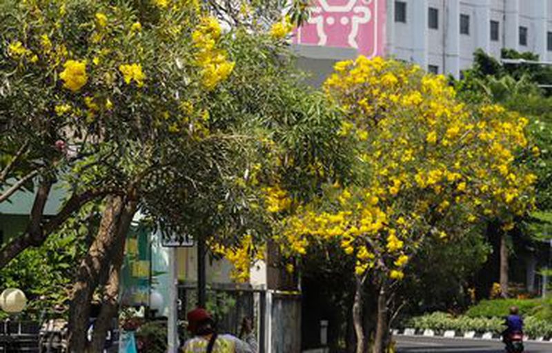 Tabepuya Kuning