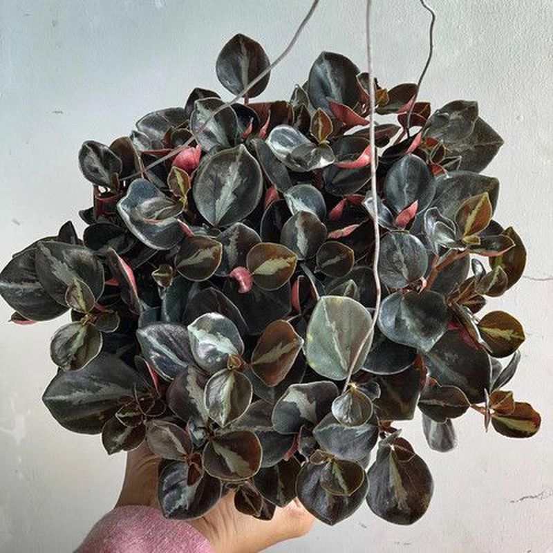 Peperomia Black Metalik (Sewa & Perawatan Tanaman)