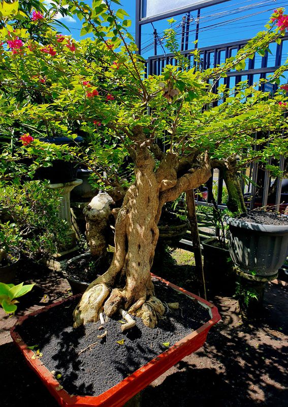 Bonsai Bogenville Singapore