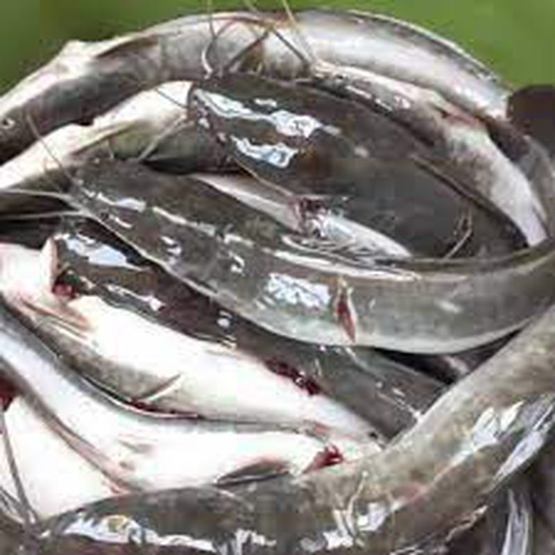 ikan-lele