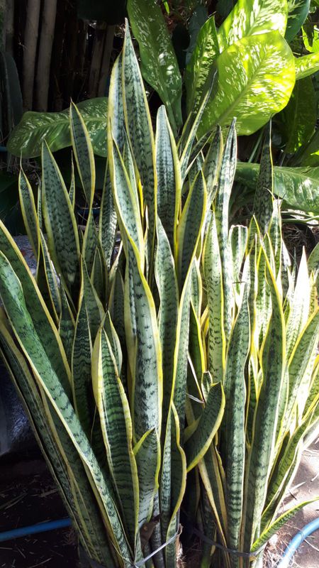 TANAMAN SANSEVIERIA / LIDAH MERTUA