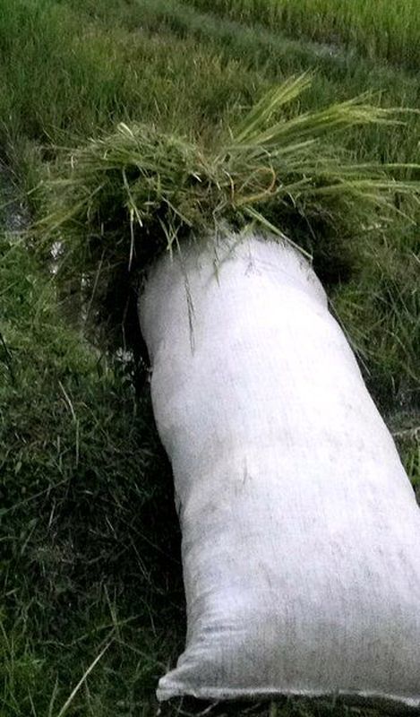 Rumput Pakan Kambing/Sapi Per Karung