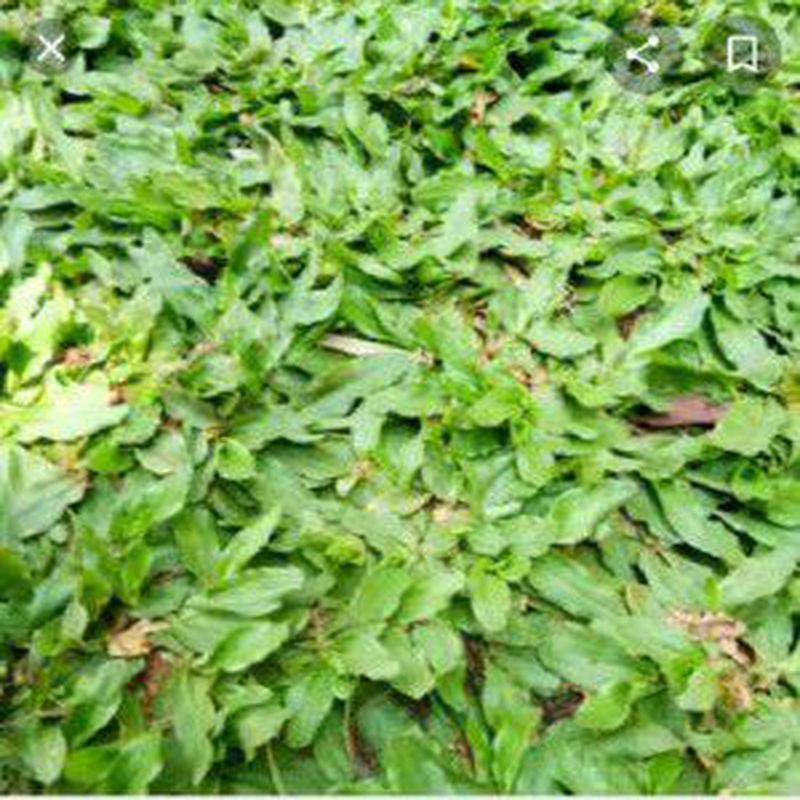 Rumput Gajah Mini