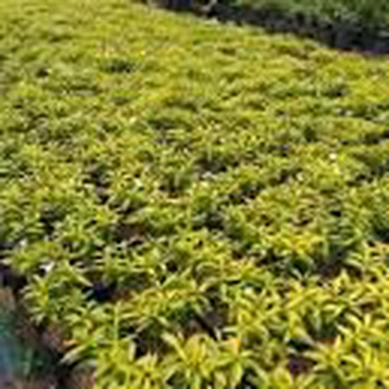 Rombusa Kuning