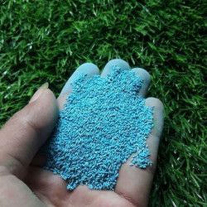 BIBIT RUMPUT / STEK