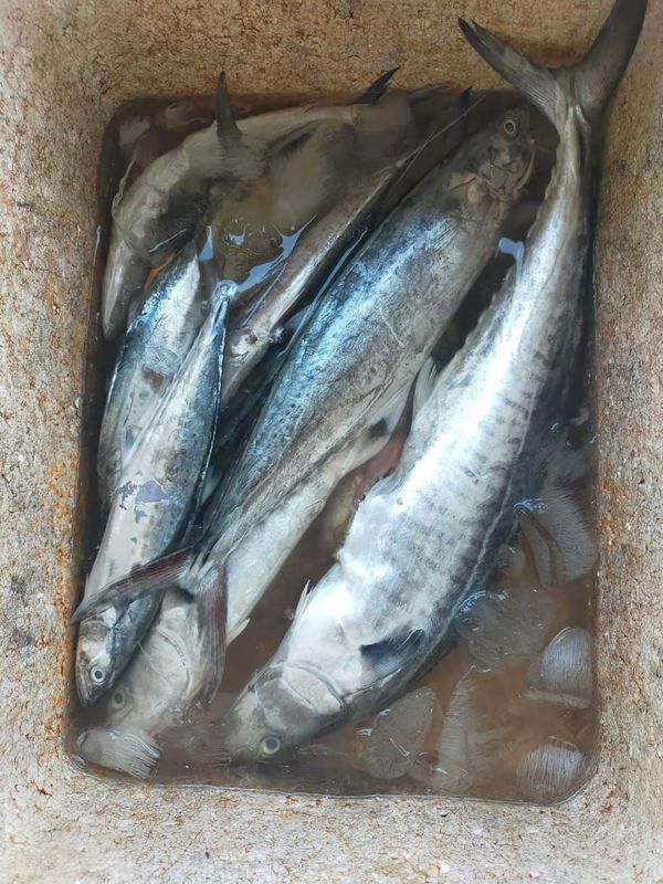 Ikan Tenggiri