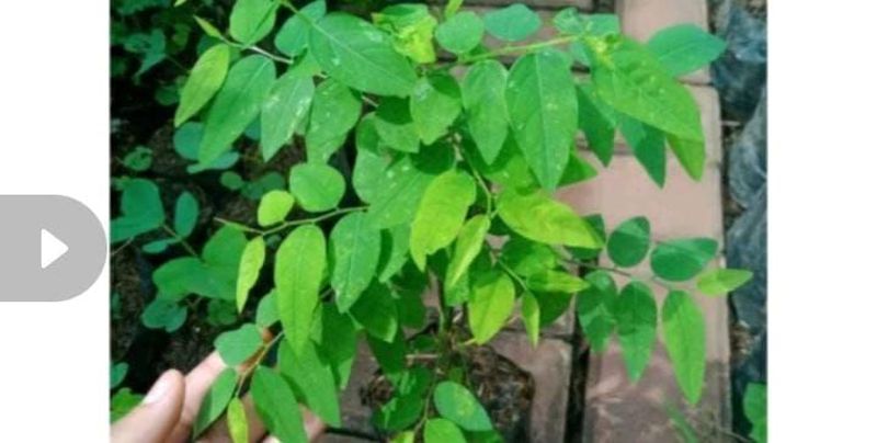 bibit katuk