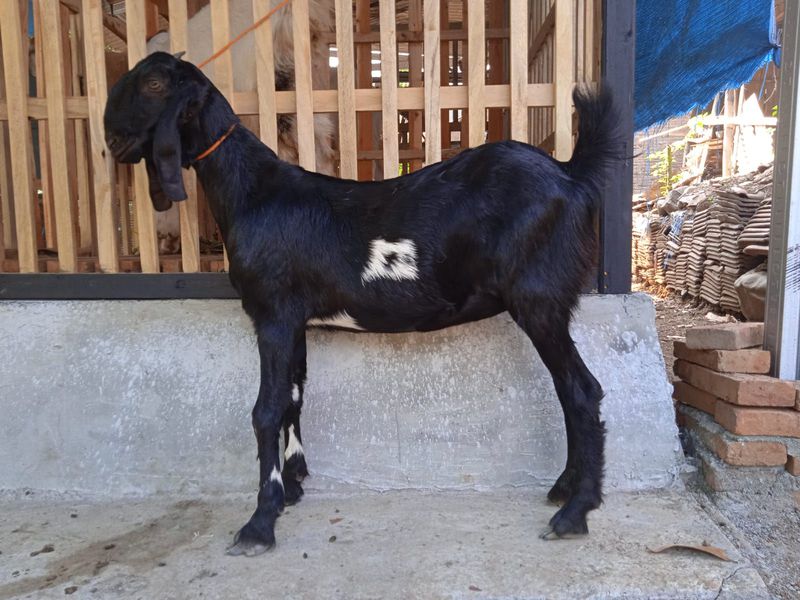 KAMBING JAWA RANDU