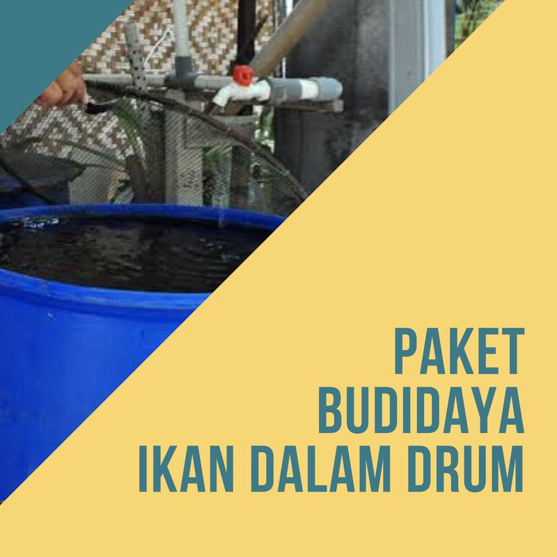 Paket Budidaya Ikan Dalam Drumtong 1522