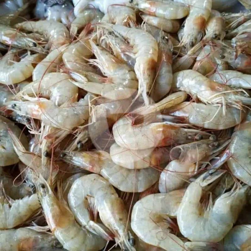Udang Segar