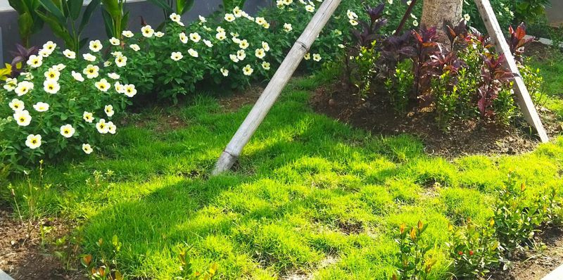 Rumput Jepang