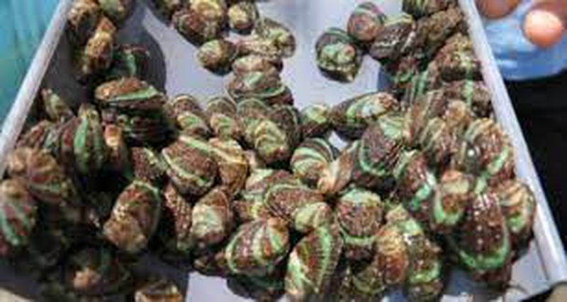 kerang