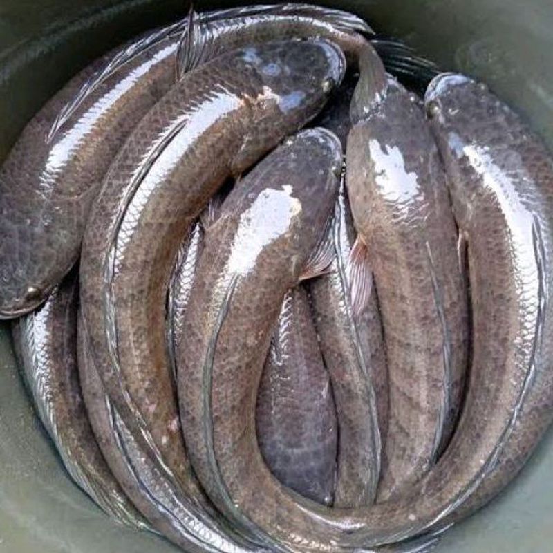 IKAN HARUAN / KG