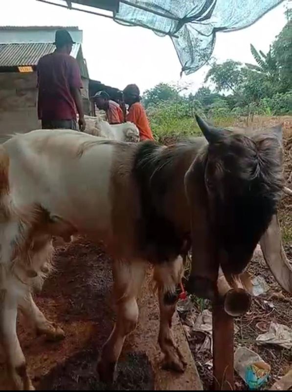 INDUKAN KAMBING JAWA RANDU