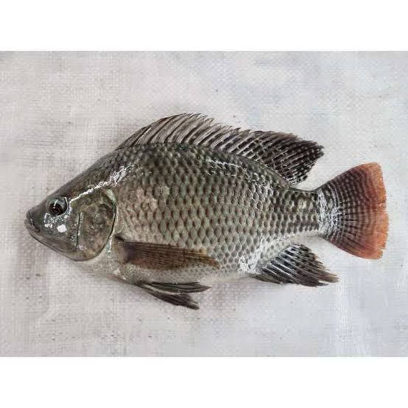 Ikan Nila