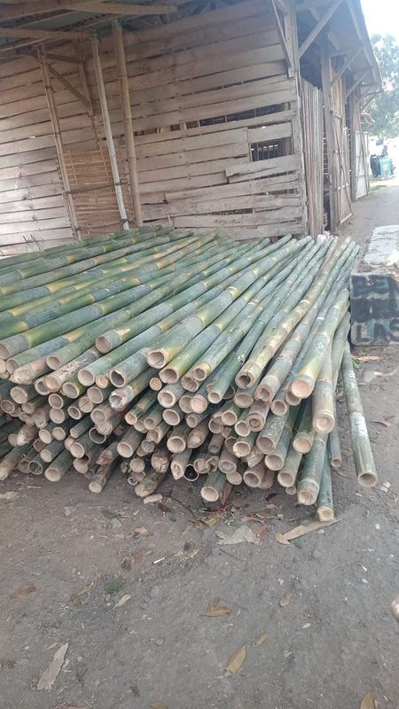 Bambu