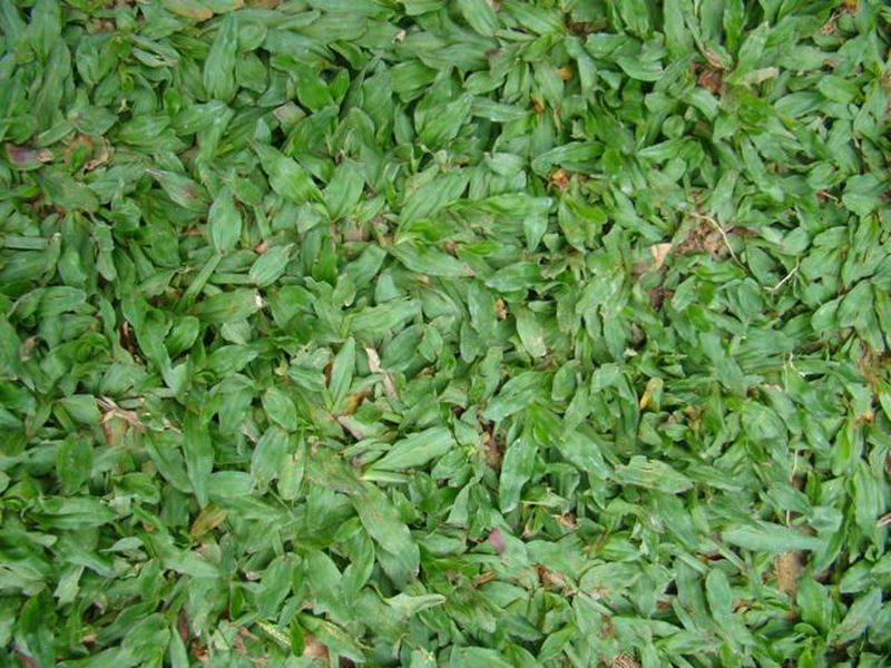 Rumput Mutiara