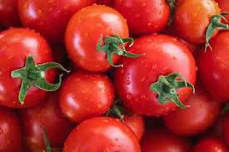 Tomat Merah