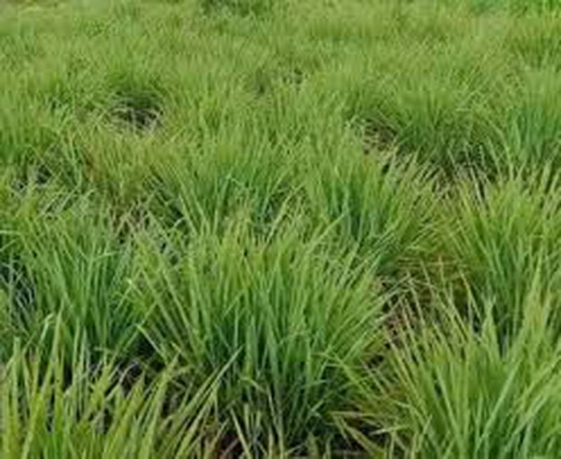 Bibit Rumput Setaria