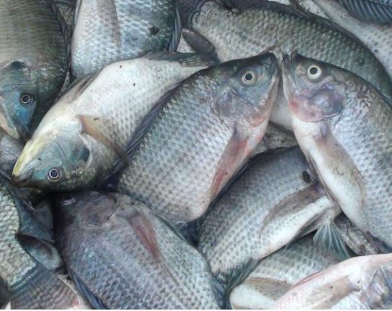 Ikan Nila