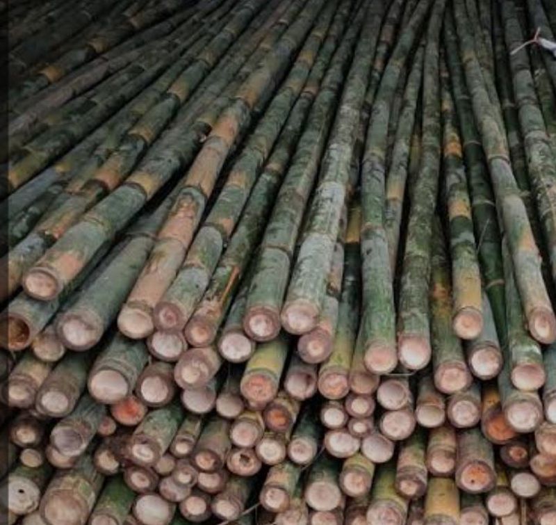 BAMBU SETEGER