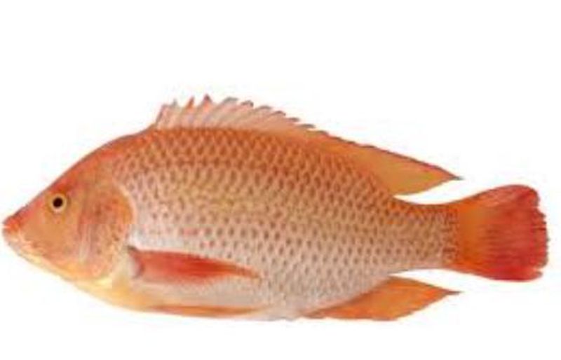 Ikan Nila