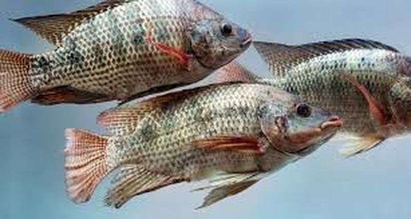 Ikan nila