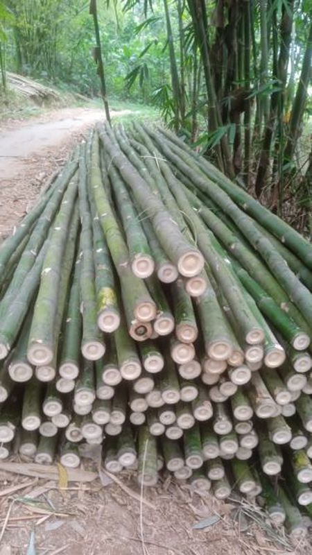 Bambu