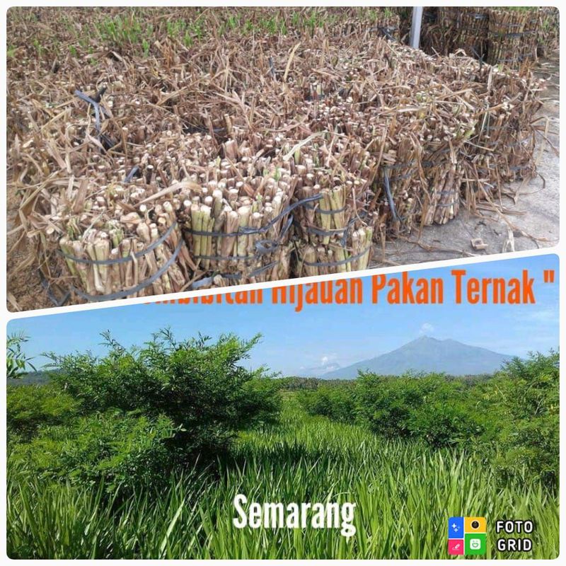 BIBIT RUMPUT ODOT