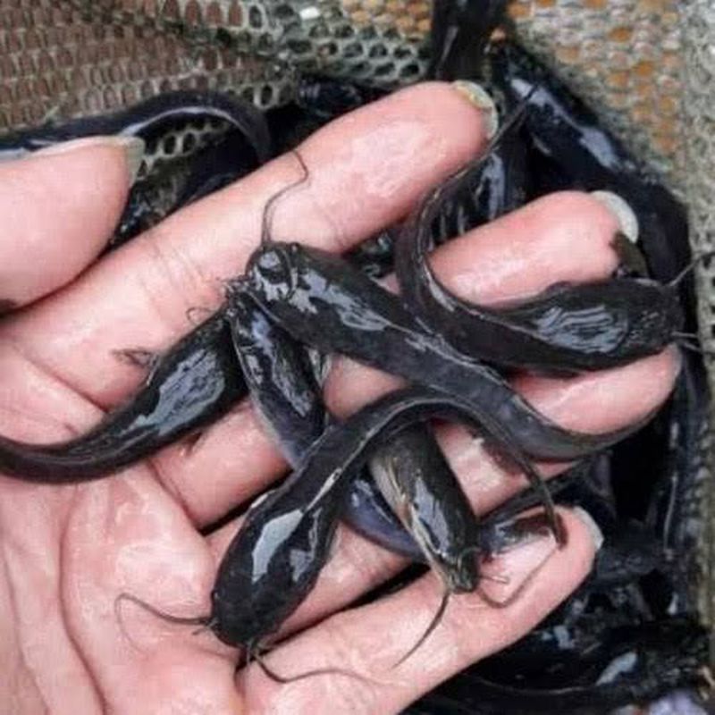 Benih ikan lele 78cm / ekor
