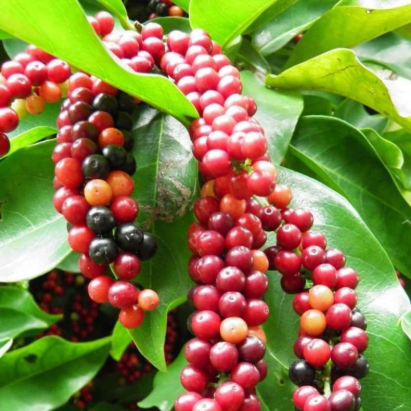 Pohon Boni