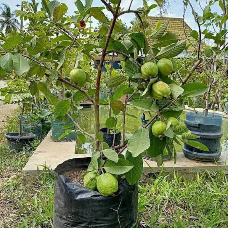 Pohon Jambu Kristal