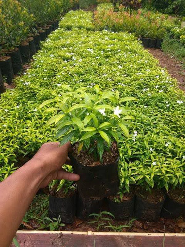 Rombusa Mini