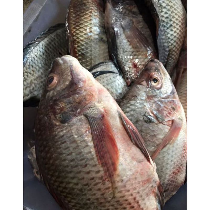 Ikan Segar