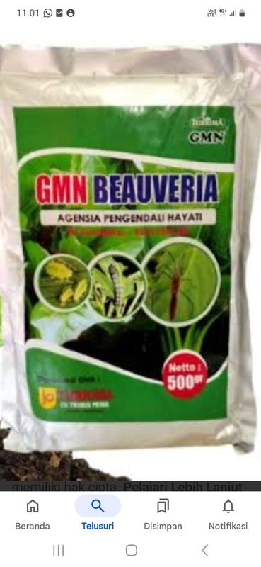 GMN Beauveria