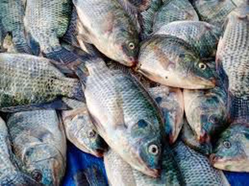 Ikan Nila