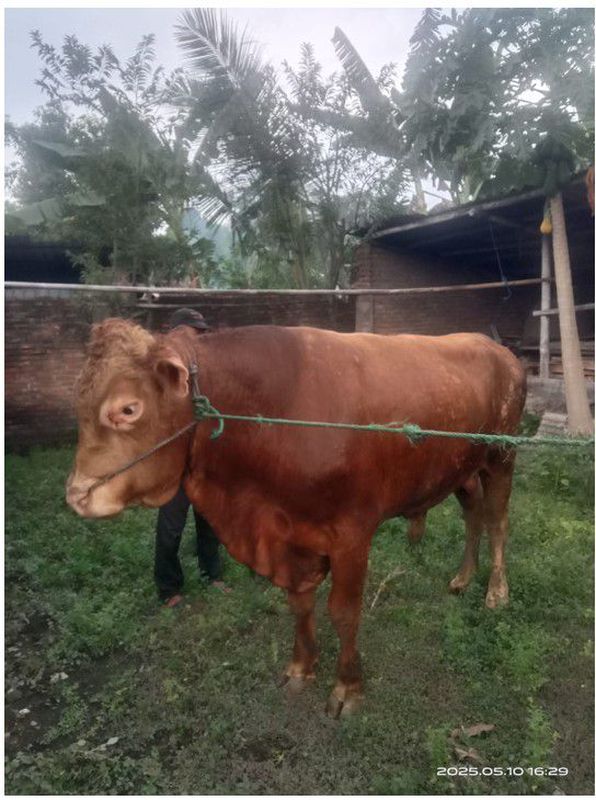 sapi qurban simental