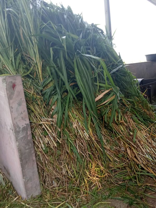 Rumput Gajah Pakan ternak