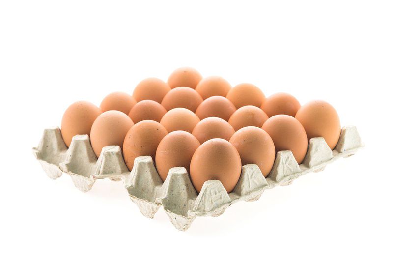 Telur