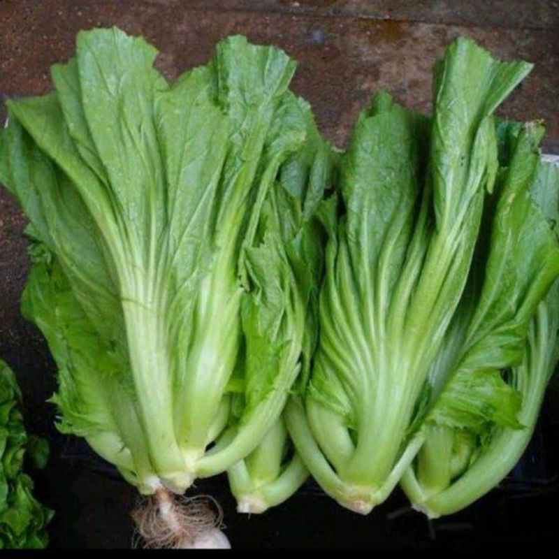 Sayur Sawi