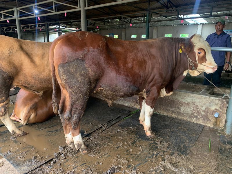 SAPI LIMOSIN - Jenis Dan Berat